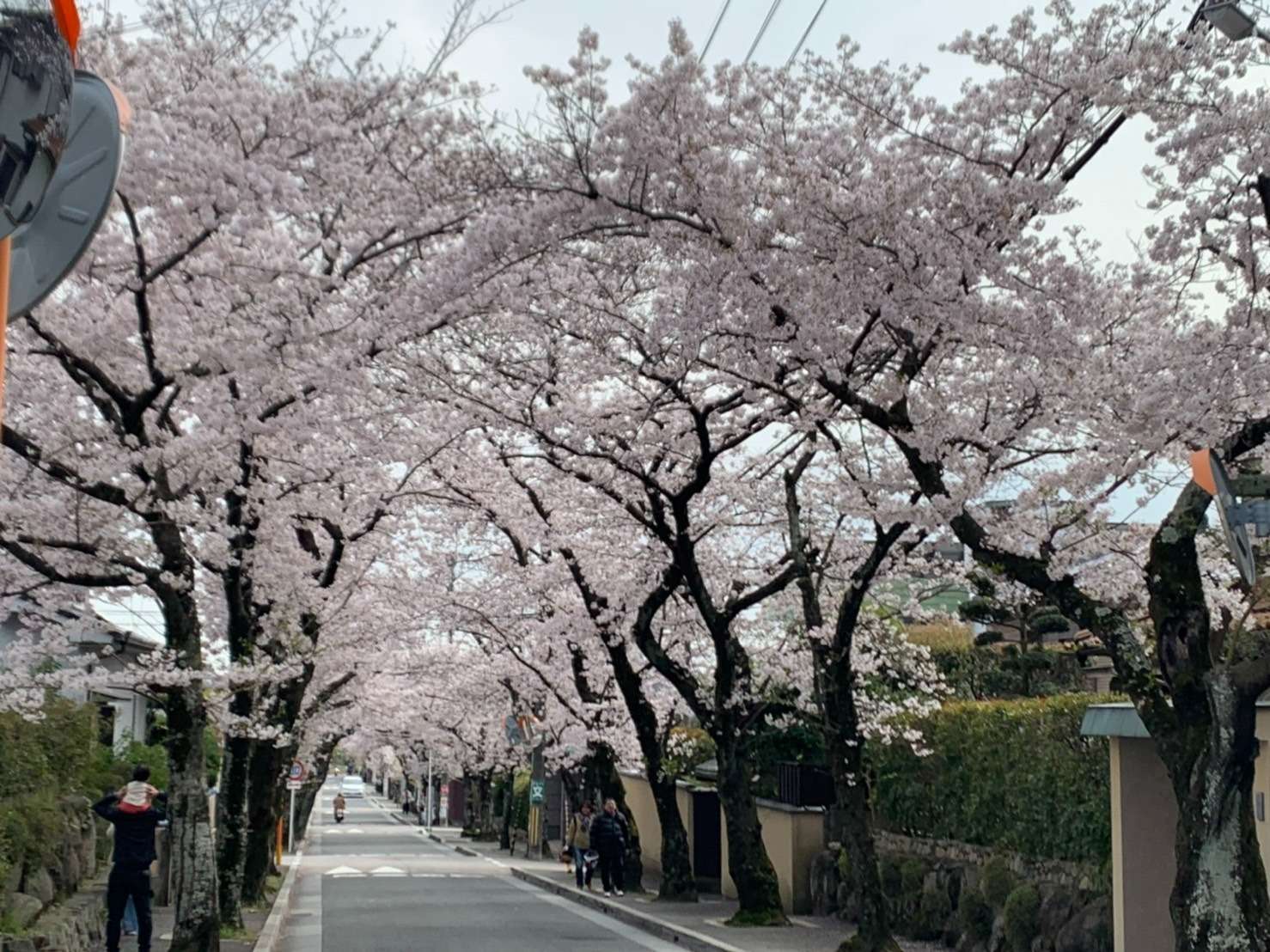 【春本番】とくやま鍼灸接骨院の近所の桜も満開です♪